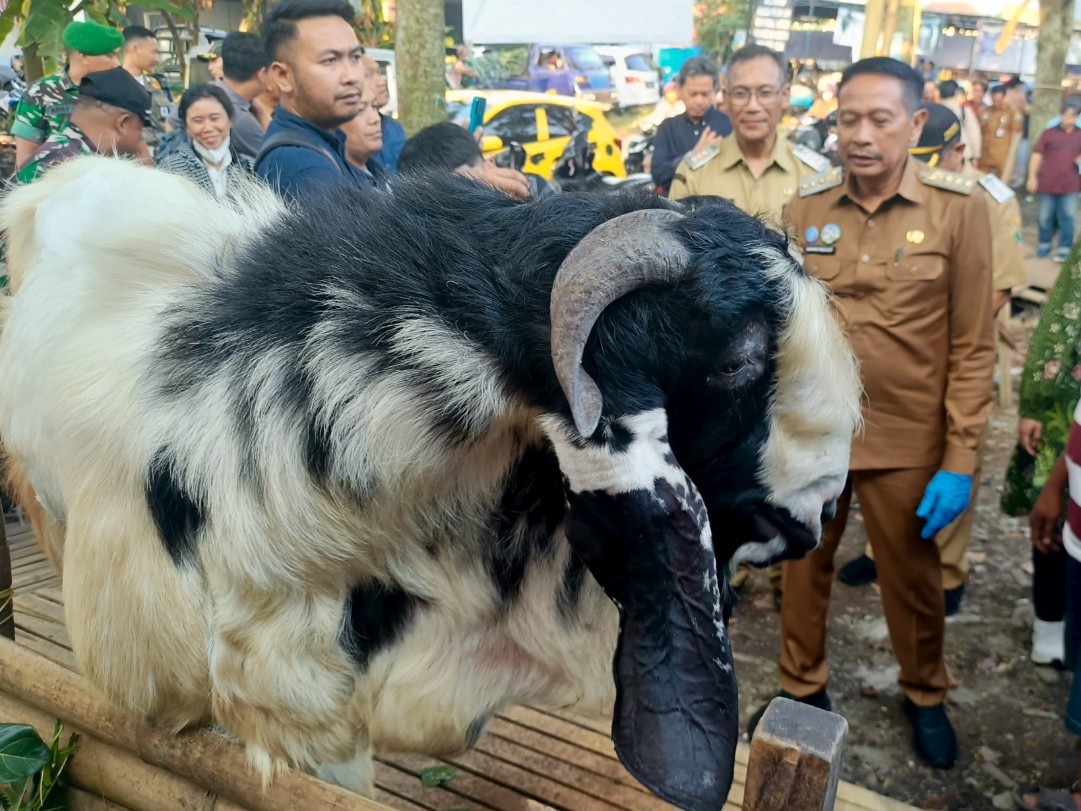 Wali Kota Malang Wahyu Hidayat mengecek kesehatan hewan kurban di Sawojajar. Foto: Tugusatu/Bagus Suryo