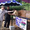Iduladha 1446 H, JNE dan TIKI  Kurban 74 ekor sapi dan 139 ekor  kambing  