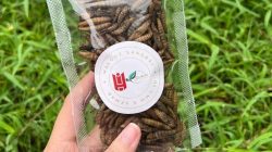 Produk pakan ikan dan ungags berbahan maggot. Istimewa