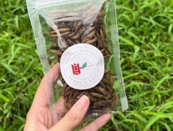 Mahasiswa UMM Ajari Warga Ubah Limbah Maggot Jadi Produk Pakan Ikan