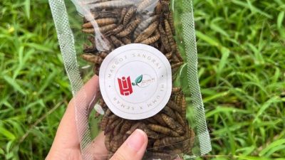 Mahasiswa UMM Ajari Warga Ubah Limbah Maggot Jadi Produk Pakan Ikan