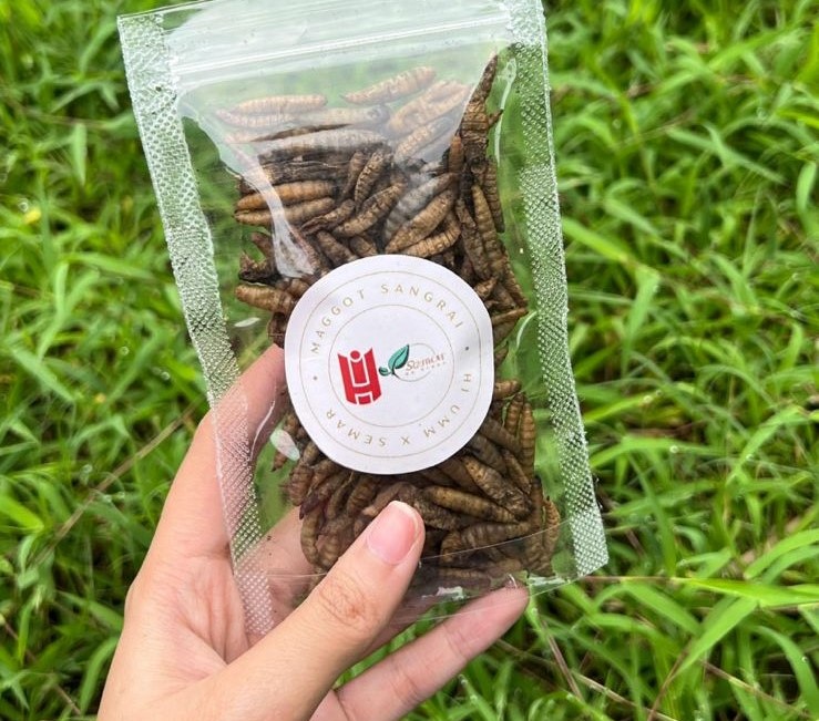 Produk pakan ikan dan ungags berbahan maggot. Istimewa