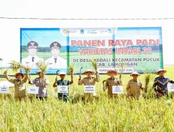 Panen Raya Kedua, Harga Gabah di Lamongan Lampaui HPP