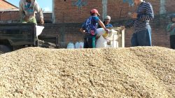 Petani di Dusun Kembang, Desa Purwoasri, Kecamatan Singosari, Kabupaten Malang, menimbang gabah pascapanen. Foto: Tugusatu/Bagus Suryo