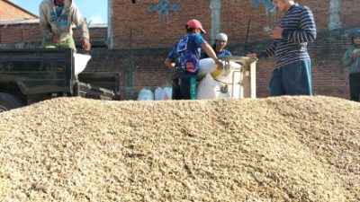 Petani di Dusun Kembang, Desa Purwoasri, Kecamatan Singosari, Kabupaten Malang, menimbang gabah pascapanen. Foto: Tugusatu/Bagus Suryo