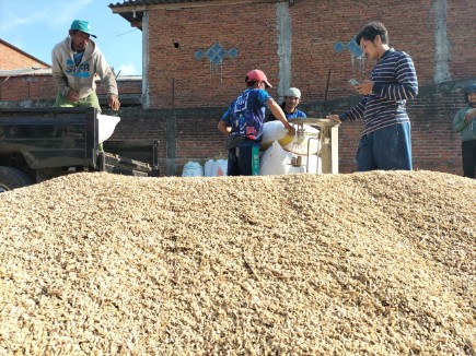 Petani di Dusun Kembang, Desa Purwoasri, Kecamatan Singosari, Kabupaten Malang, menimbang gabah pascapanen. Foto: Tugusatu/Bagus Suryo
