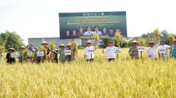 Bupati Lamongan Yuhronur Efendi akrab disapa Pak Yes bersama Forkopimda panen padi. Foto: Tugusatu/Yakub