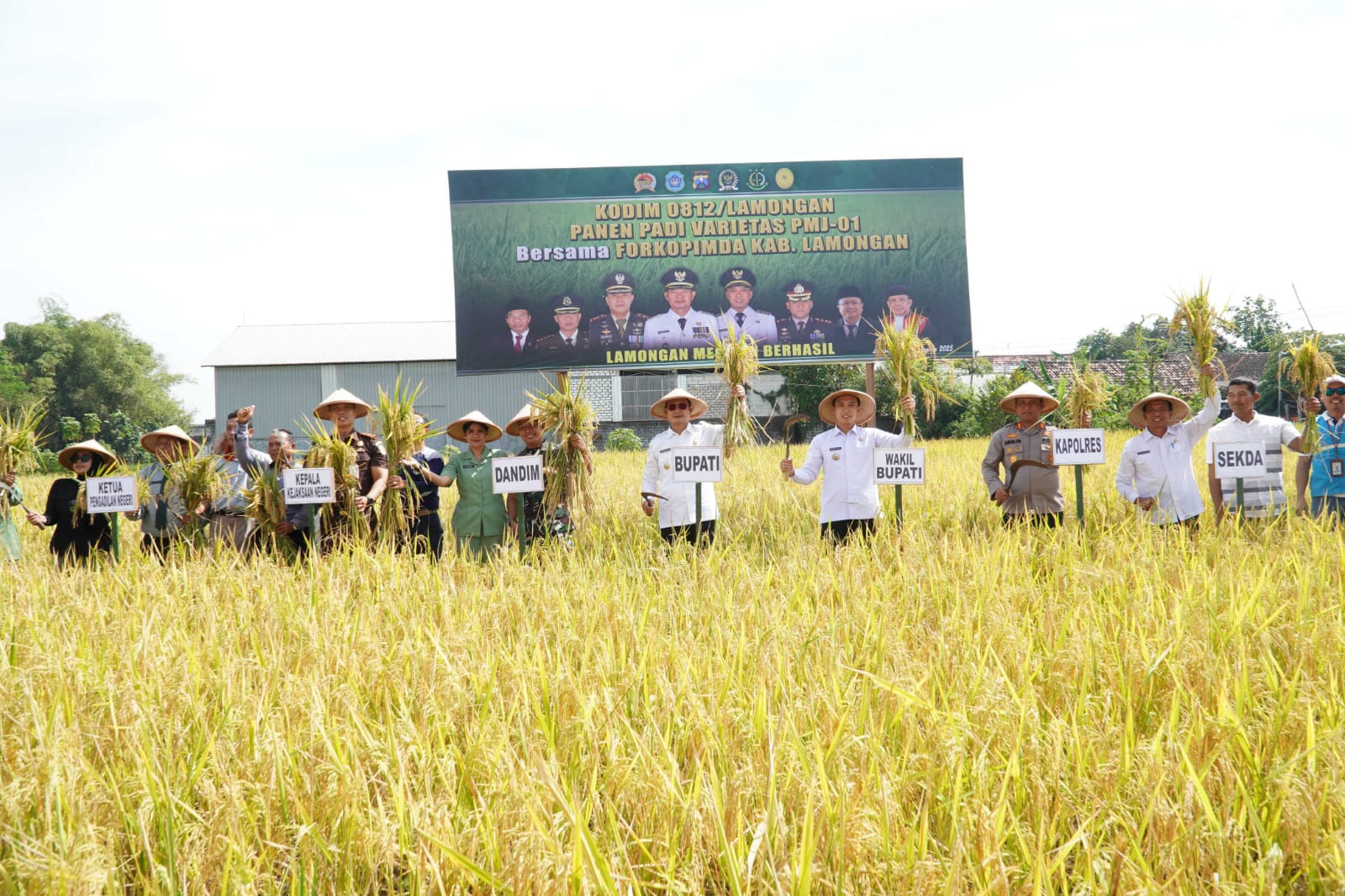 Bupati Lamongan Yuhronur Efendi akrab disapa Pak Yes bersama Forkopimda panen padi. Foto: Tugusatu/Yakub