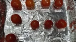 Pelapis berbahan ekstrak pati singkong membuat tomat lebih tahan busuk. Istimewa