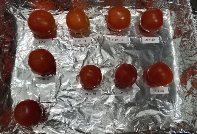 Pelapis berbahan ekstrak pati singkong membuat tomat lebih tahan busuk. Istimewa