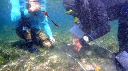 Tim peneliti Fakultas Ilmu Kelautan dan Perikanan (FPIK) Universitas Brawijaya mengukur ekosistem lamun di pantai selatan Malang. Foto: Dok FPIK UB