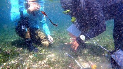 Ekosistem Lamun Sumber Makanan Dugong Kian Terancam, Begini Hasil Riset FPIK Universitas Brawijaya