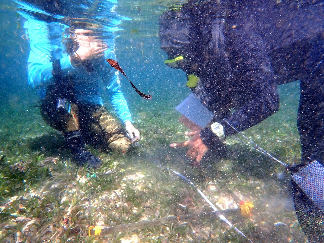 Tim peneliti Fakultas Ilmu Kelautan dan Perikanan (FPIK) Universitas Brawijaya mengukur ekosistem lamun di pantai selatan Malang. Foto: Dok FPIK UB