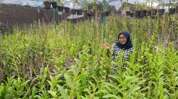 Nandia Anindhita, alumnus Program Studi Pendidikan Biologi Universitas Muhammadiyah Malang (UMM). Istimewa
