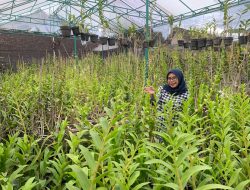 Berawal Hobi, Alumnus UMM  Sukses Jadi Pengusaha Anggrek Beromzet Rp100 Juta/Bulan