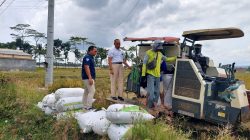 Pemimpin Cabang BULOG Malang, M. Nurjuliansyah Rachman (kiri), mengawasi penyerapan perdana gabah di Kecamatan Kasembon, Kabupaten Malang, sebanyak 15.540 Kg GKP. Istimewa