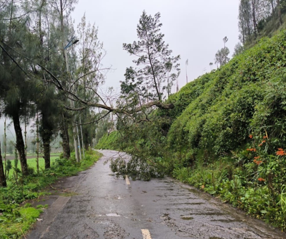 Pohon tumbang dan tanah longsor yang berlangsung di TNBTS. Istimewa