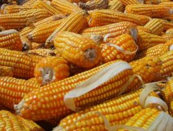 Kejar Target 7.000 Ton, Bulog Malang Genjot Penyerapan Jagung SPHP Usai Lebaran 2026