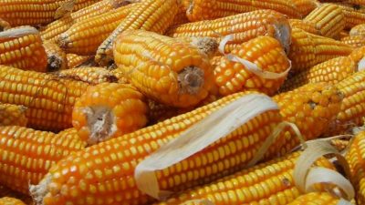 Jagung hasil panen petani di Malang, Jawa Timur. Foto: Dok. Tugusatu.com