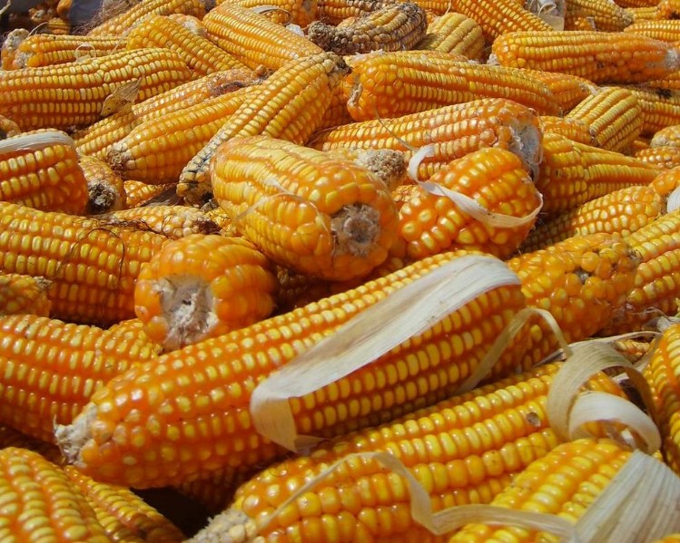 Jagung hasil panen petani di Malang, Jawa Timur. Foto: Dok. Tugusatu.com