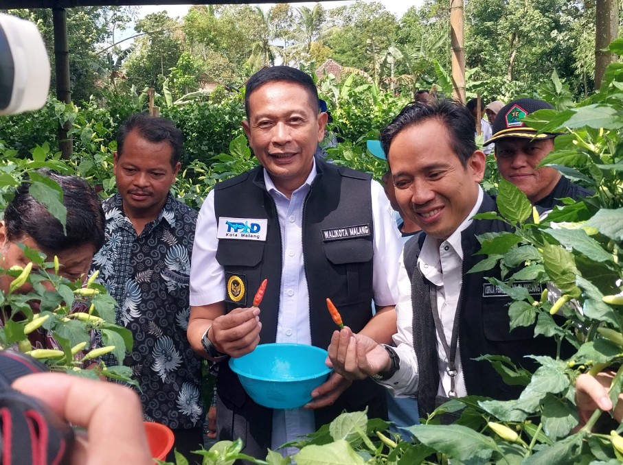 Wali Kota Malang Wahyu Hidayat memantau stok cabai di petani menjelang Lebaran 2026. Foto: Tugusatu/Maghfirotul Hasanah