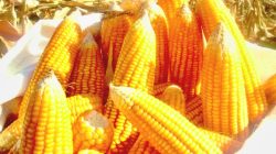 Akhir Musim Panen, Penyerapan Jagung di Malang Melambat