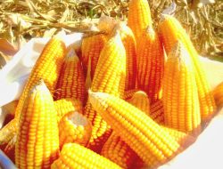Akhir Musim Panen, Penyerapan Jagung di Malang Melambat