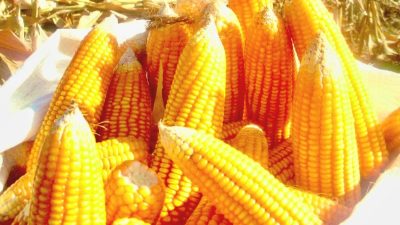 Ilustrasi stok jagung melimpah di Malang. Foto: Dok. Tugusatu.com