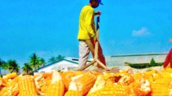 Petani di Kabupaten Malang, Jawa Timur, panen jagung beberapa waktu lalu. Foto: ilustrasi tugusatu/Bagus Suryo