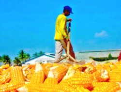 Stok Jagung Melimpah, Malang Dorong Diversifikasi Pangan dan Serapan Petani