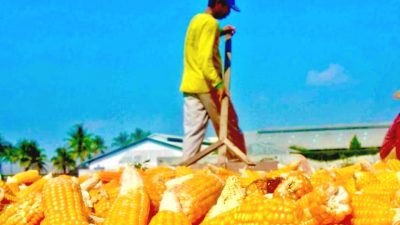 Petani di Kabupaten Malang, Jawa Timur, panen jagung beberapa waktu lalu. Foto: ilustrasi tugusatu/Bagus Suryo