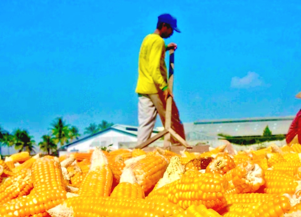 Petani di Kabupaten Malang, Jawa Timur, panen jagung beberapa waktu lalu. Foto: ilustrasi tugusatu/Bagus Suryo