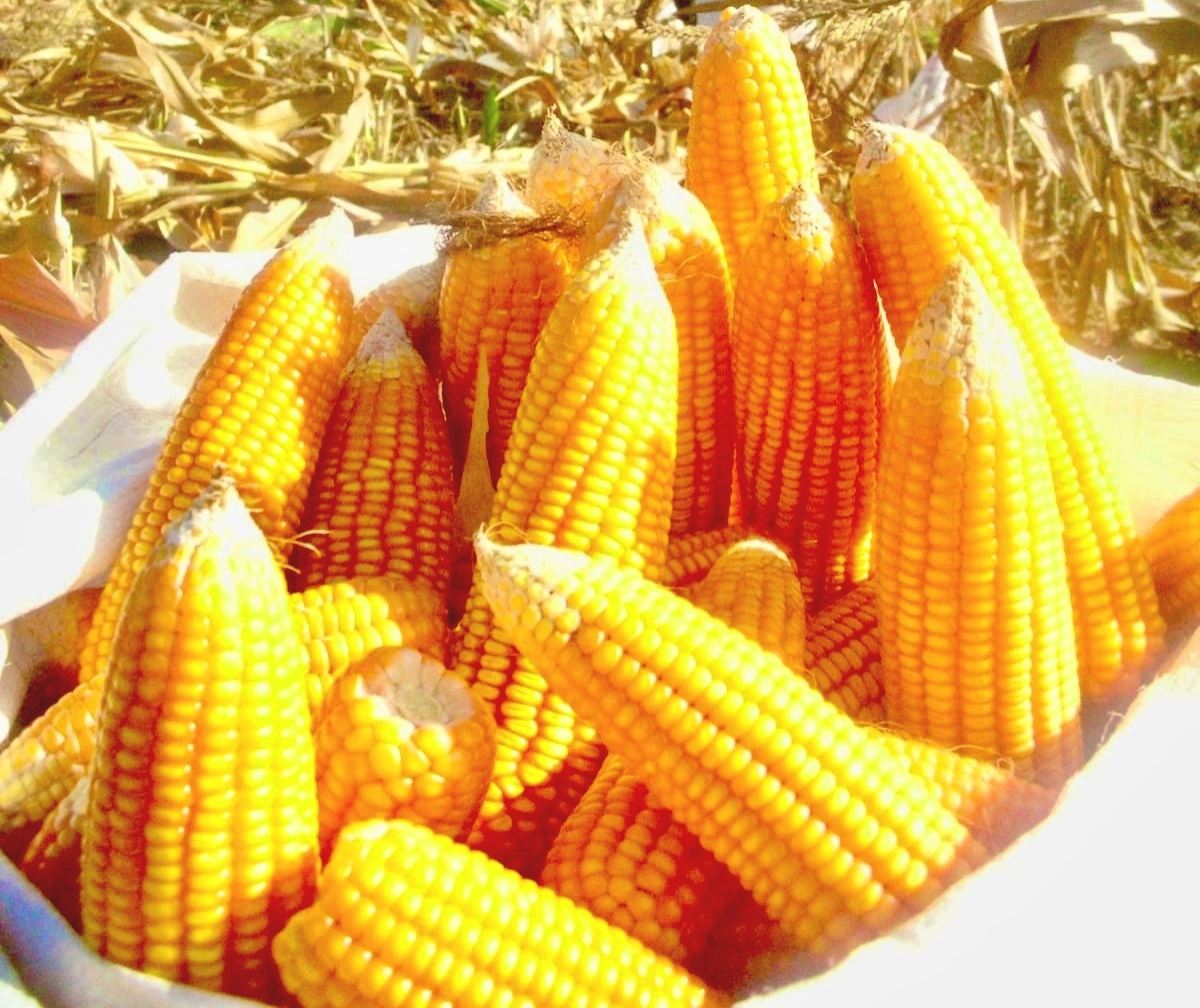 Ilustrasi stok jagung melimpah di Malang. Foto: Dok. Tugusatu.com