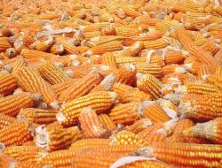 Ketahanan Stok Jagung di Kabupaten Malang Lebih Tangguh Ketimbang Beras