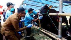 Wali Kota Wahyu Pastikan Hewan Kurban di Kota Malang Bebas Penyakit