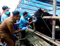 Wali Kota Wahyu Pastikan Hewan Kurban di Kota Malang Bebas Penyakit