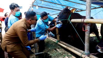 Wali Kota Wahyu Pastikan Hewan Kurban di Kota Malang Bebas Penyakit