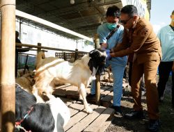 Tim FKH UB Periksa Kesehatan Hewan Kurban Sampai Bali