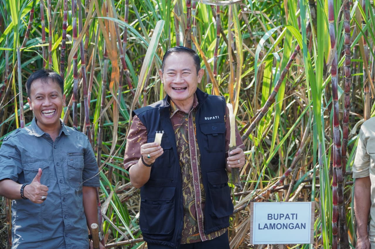 Bupati Lamongan Yuhronur Efendi panen tebu di Desa/Kecamatan Mantup. Foto: Tugusatu/Ahmad Yakub/ist